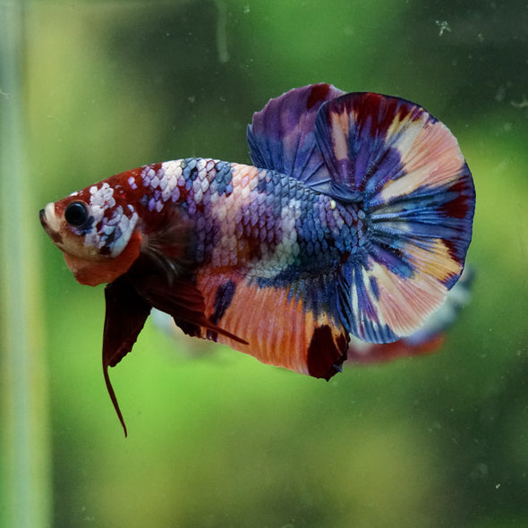 Multicolor/Galaxy Koi Plakat -16 weeks Old