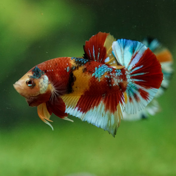 Multicolor/Galaxy Koi Plakat -16 weeks Old