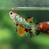 Multicolor/ Galaxy Koi Halfmoon- Female- 13 Weeks Old