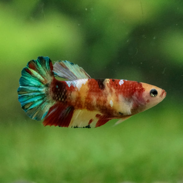 Multicolor/ Galaxy Koi Plakat- Female- 13 Weeks Old