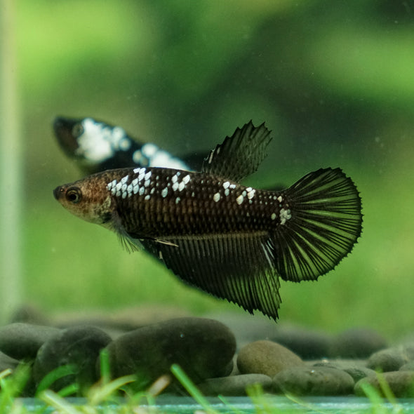 Samurai Halfmoon - Female