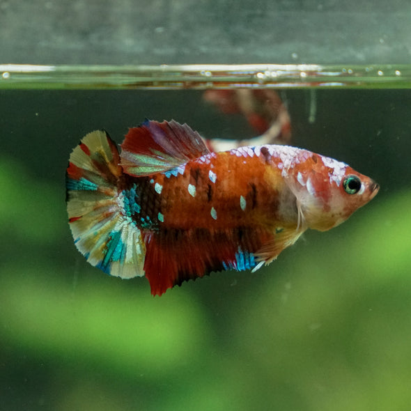 Multicolor/ Galaxy Koi Plakat - Female- 13 Weeks Old