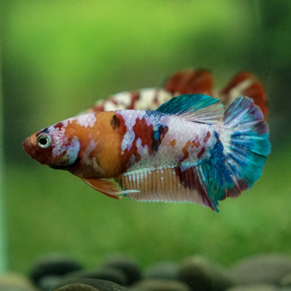 Pack of 20 Multicolored/Galaxy Koi Plakat - Female