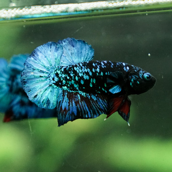 Black Koi Galaxy Plakat (Avatar) -13 weeks Old