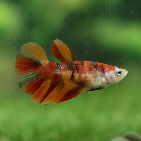 Multicolor/ Galaxy Koi Halfmoon - Female- 13 Weeks Old