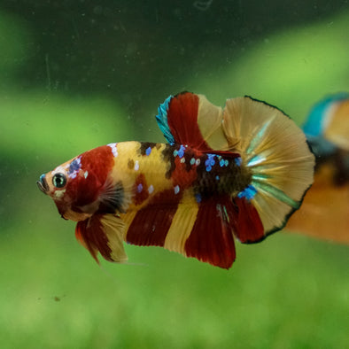 Multicolor/Galaxy Koi Plakat -13 weeks Old