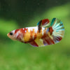 Multicolor/ Galaxy Koi Plakat- Female- 13 Weeks Old