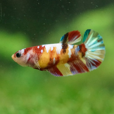 Multicolor/ Galaxy Koi Plakat- Female- 13 Weeks Old