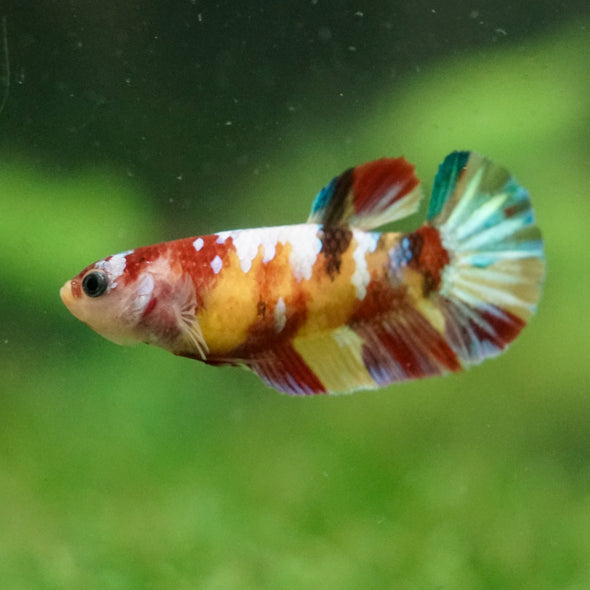 Multicolor/ Galaxy Koi Plakat- Female- 13 Weeks Old