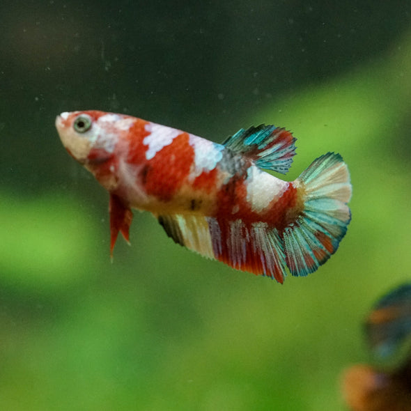 Multicolor/ Galaxy Koi Plakat- Female- 13 Weeks Old
