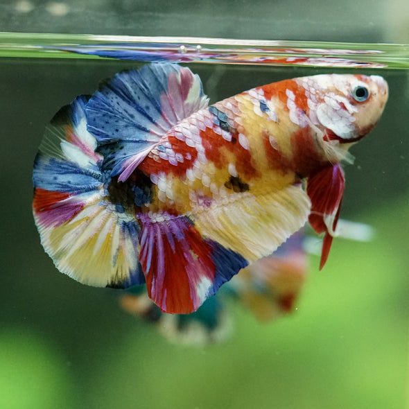 Multicolor/Galaxy Koi Plakat -15 weeks Old