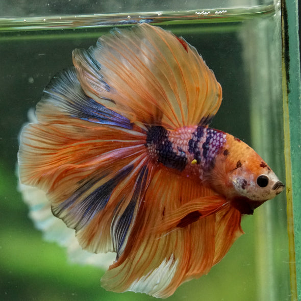 Galaxy/Candy Koi Halfmoon - 14 weeks old