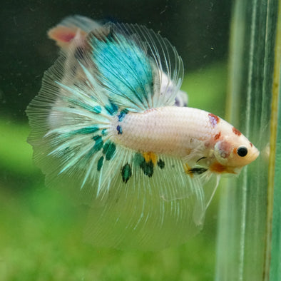 Galaxy/Candy Koi Halfmoon - 14 weeks old