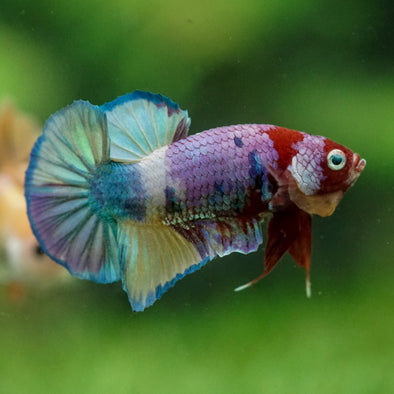 Multicolor/Galaxy Koi Plakat -11 weeks Old