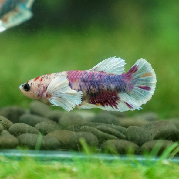 Candy Dumbo Plakat- Female- 13 Weeks Old