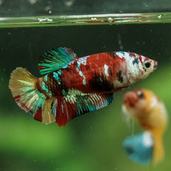 Multicolor/ Galaxy Koi Plakat- Female- 13 Weeks Old