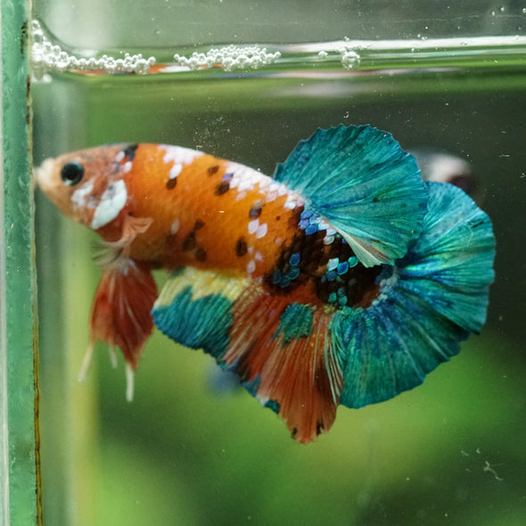 Multicolor/Galaxy Koi Plakat -16 weeks Old