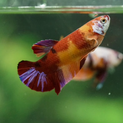 Multicolor/ Galaxy Koi Plakat- Female- 13 Weeks Old