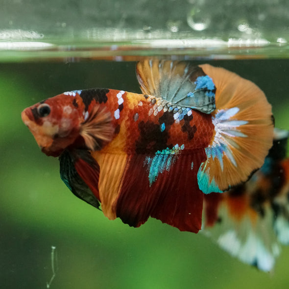 Multicolor/Galaxy Koi Plakat -16 weeks Old