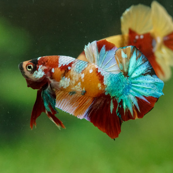 Multicolor/Galaxy Koi Plakat -16 weeks Old