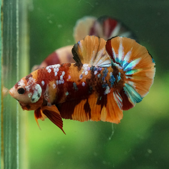 Multicolor/Galaxy Koi Plakat -14 weeks Old