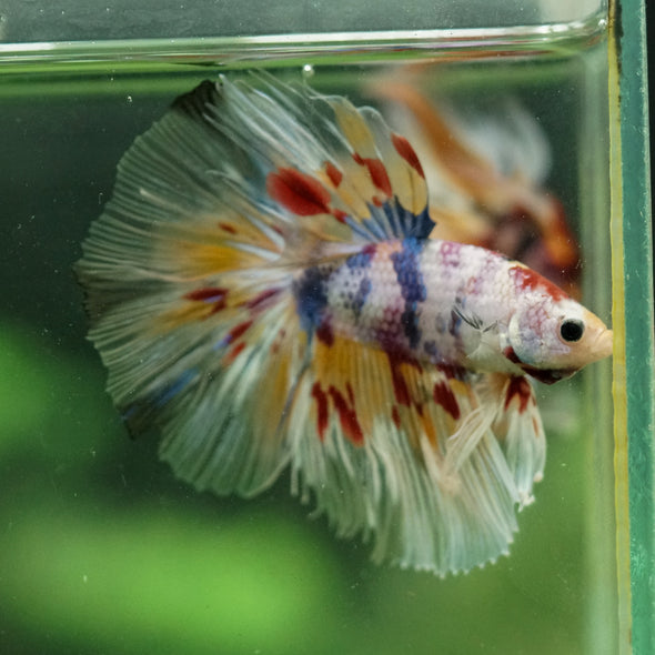 Galaxy/Candy Koi Halfmoon - 13 weeks old