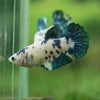 Blue/Green Dalmatian Plakat- Female