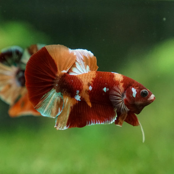 Multicolor/Galaxy Koi Plakat -13 weeks Old