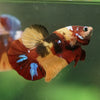 Multicolor/Galaxy Koi Plakat -16 weeks Old