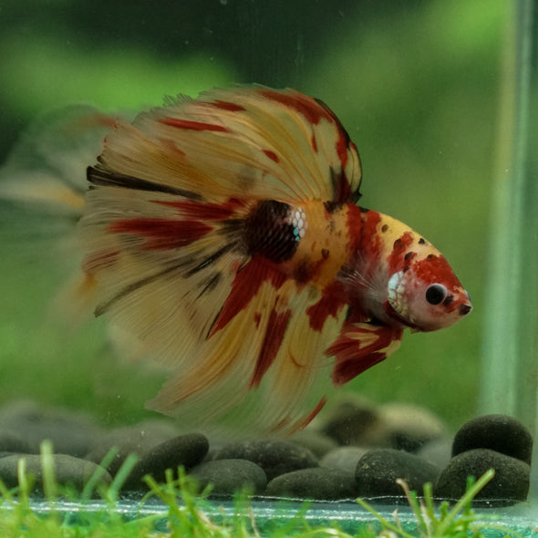 Galaxy Koi Halfmoon - 13 weeks old