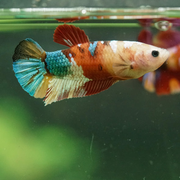 Multicolor/ Galaxy Koi Plakat- Female- 13 Weeks Old
