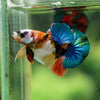 Multicolor/Galaxy Koi Plakat -16 weeks Old