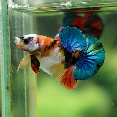 Multicolor/Galaxy Koi Plakat -16 weeks Old