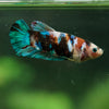 Multicolor/ Galaxy Koi Plakat- Female- 13 Weeks Old