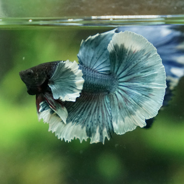 Dumbo Halfmoon - 13 weeks old