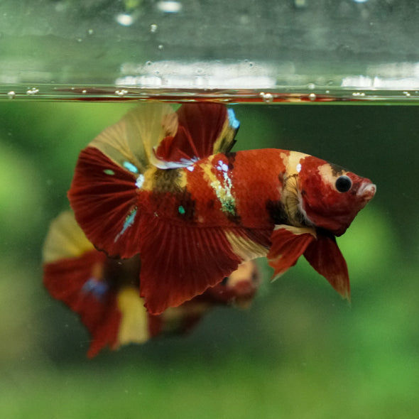 Multicolor/Galaxy Koi Plakat -13 weeks Old