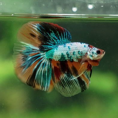 Galaxy Koi Halfmoon - 13 weeks old