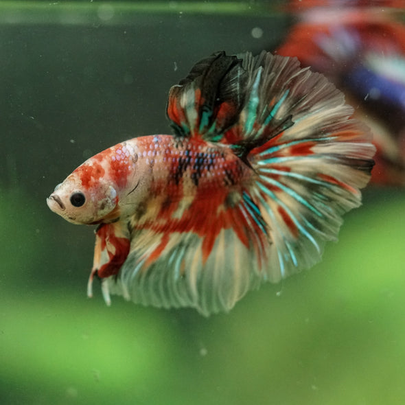 Galaxy/Candy Koi Halfmoon - 14 weeks old