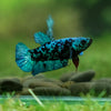 Black Galaxy Koi Plakat (Avatar) - Female- 13 Weeks Old