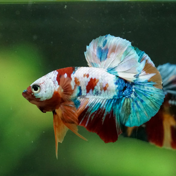 Multicolor/Galaxy Koi Plakat -16 weeks Old