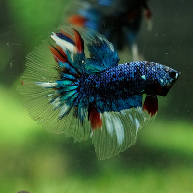 Black Base Galaxy Koi Halfmoon (Avatar) - 14 weeks old