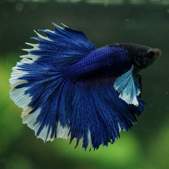 Dumbo Halfmoon - 12 weeks old