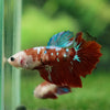 Multicolor/ Galaxy Koi Halfmoon- Female- 13 Weeks Old