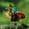 Multicolor/Galaxy Koi Plakat -16 weeks Old