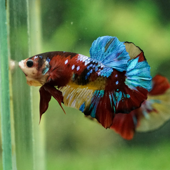 Multicolor/Galaxy Koi Plakat -13 weeks Old