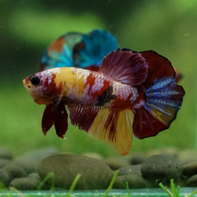 Multicolor/Galaxy Koi Plakat -13 weeks Old