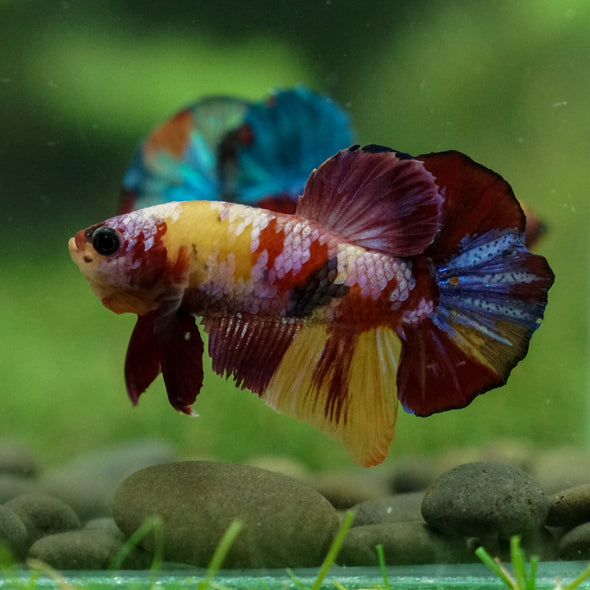 Multicolor/Galaxy Koi Plakat -13 weeks Old