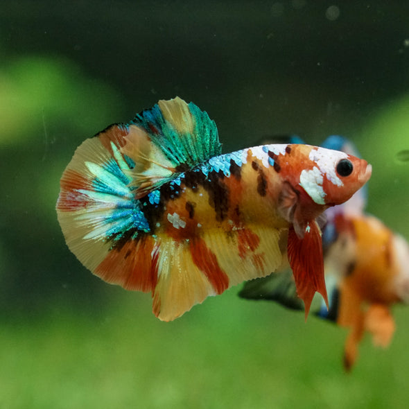 Multicolor/Galaxy Koi Plakat -13 weeks Old