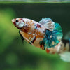 Multicolor/Galaxy Koi Plakat -11 weeks Old