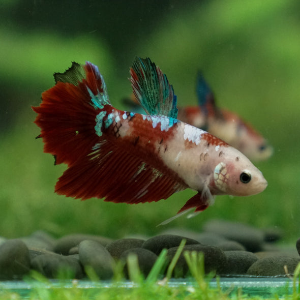 Multicolor/ Galaxy Koi Halfmoon- Female- 13 Weeks Old